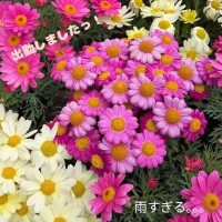 辻倉れいこ