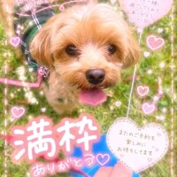 ひまり