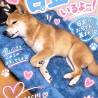 日立！今なら！
