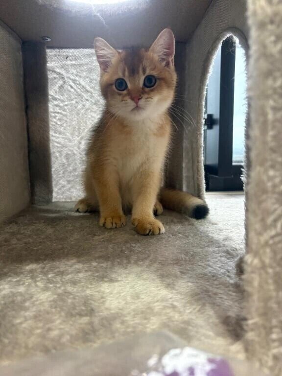 スタート本指名60分🐱