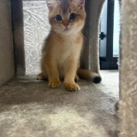 スタート本指名60分🐱