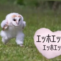 ななみ