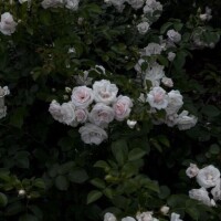 こんばんは
