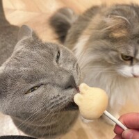 すず