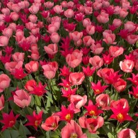 みんな大好き🩷