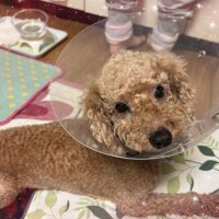 手術?