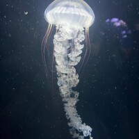 はじめまして?
