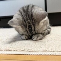 まな