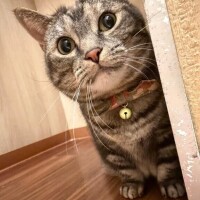 しおり