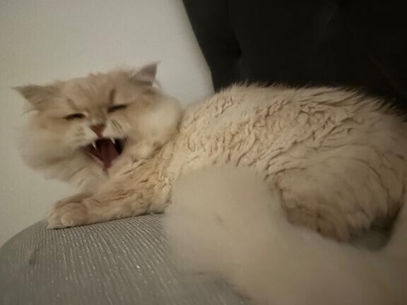 昨日のお礼?