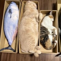 本日受付終了?