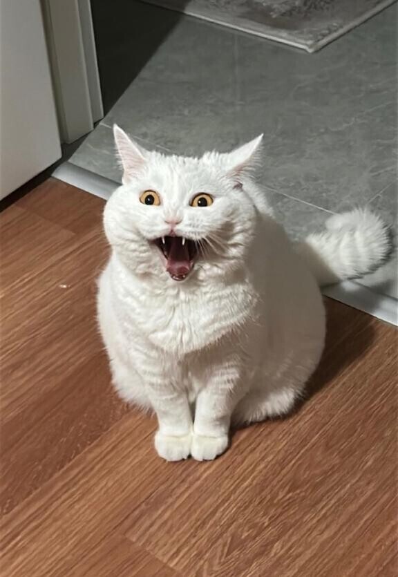 受付終了?