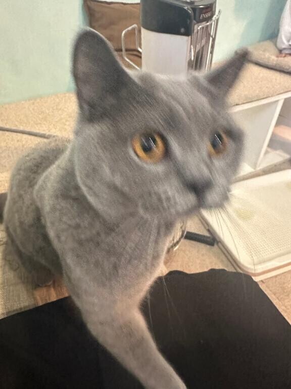 癒し?