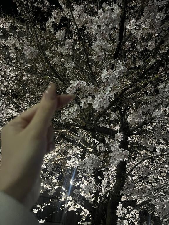 桜ももう散っちゃうのかなあ、、