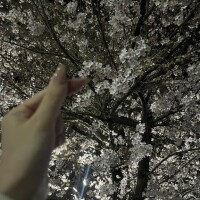 桜ももう散っちゃうのかなあ、、