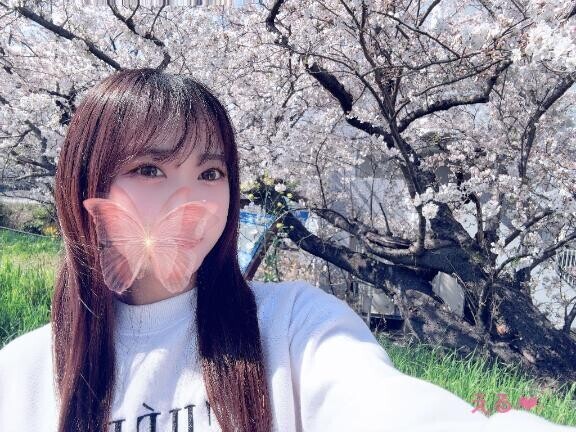 桜満開???