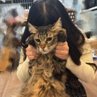 生粋の猫派?